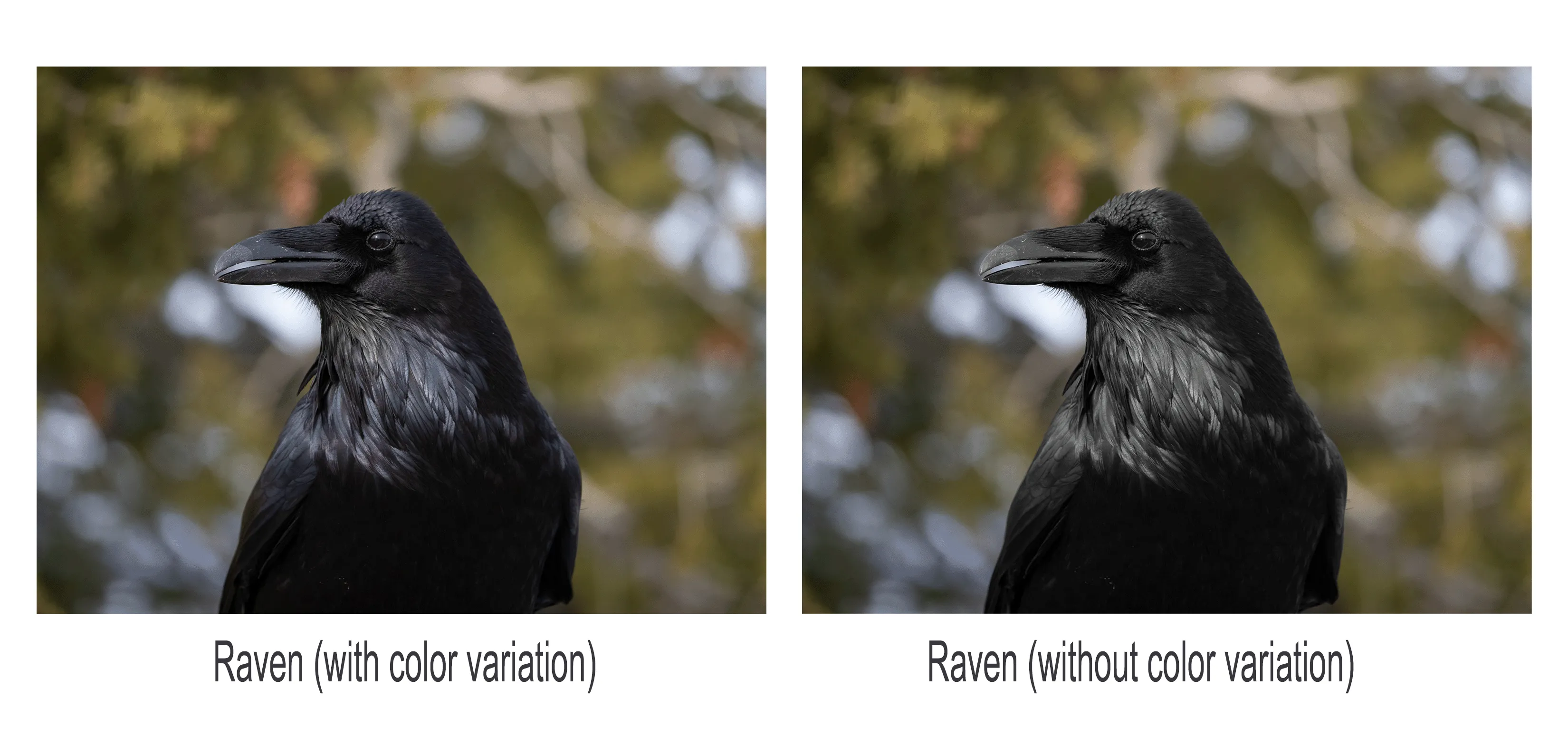 raven, with variation and without variation of black